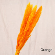 Aesthetic Vibe Reed dried flower
