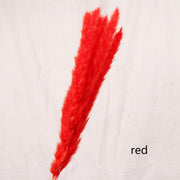 Aesthetic Vibe Reed dried flower