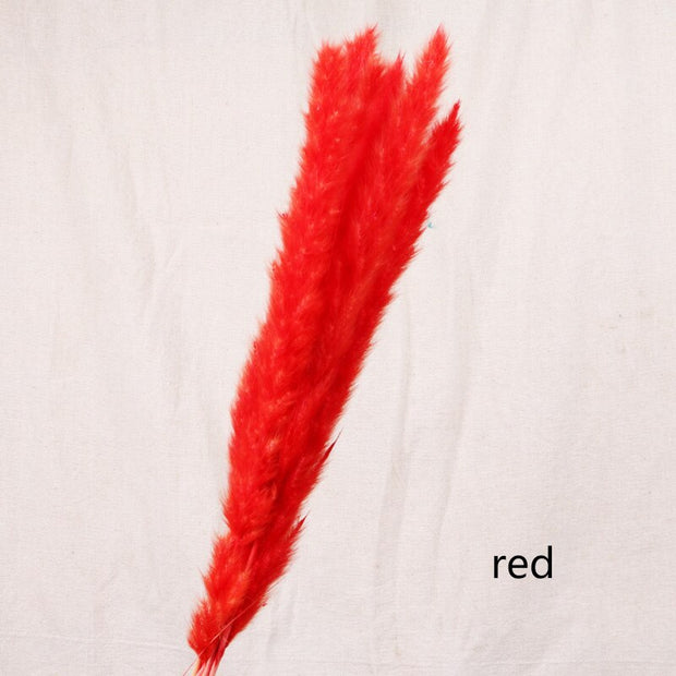 Aesthetic Vibe Reed dried flower