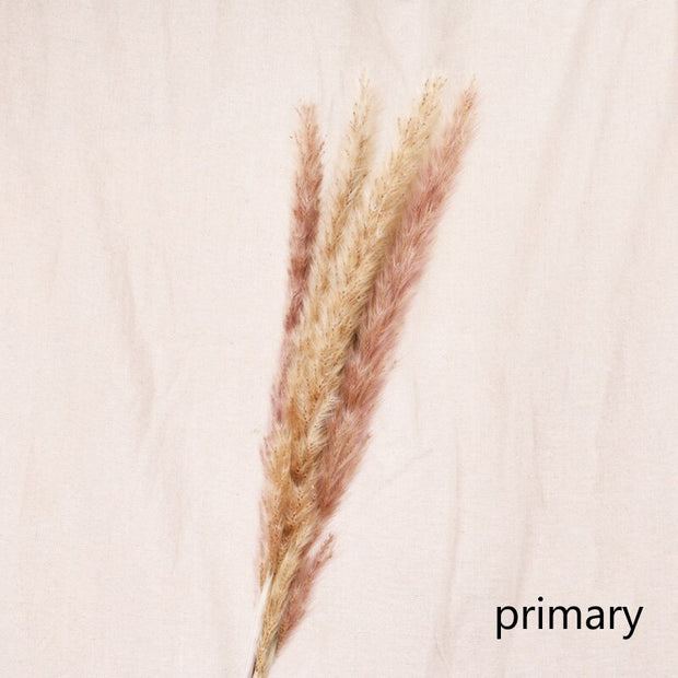 Aesthetic Vibe Reed dried flower