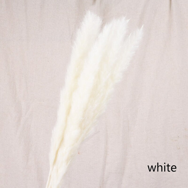 Aesthetic Vibe Reed dried flower