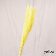 Aesthetic Vibe Reed dried flower