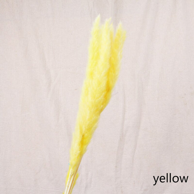 Aesthetic Vibe Reed dried flower