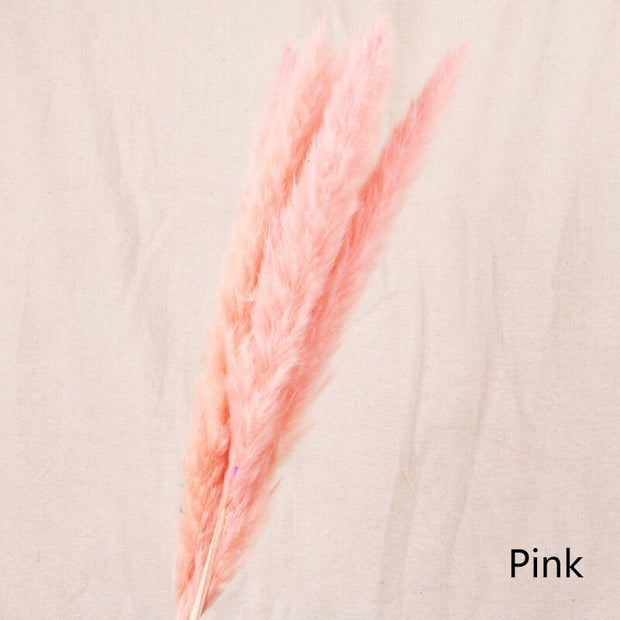 Aesthetic Vibe Reed dried flower
